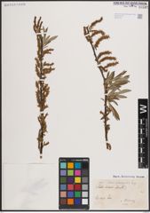 Foto von Salix eleagnos Scop.